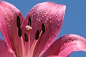 Pink flower - (IMG_2229)